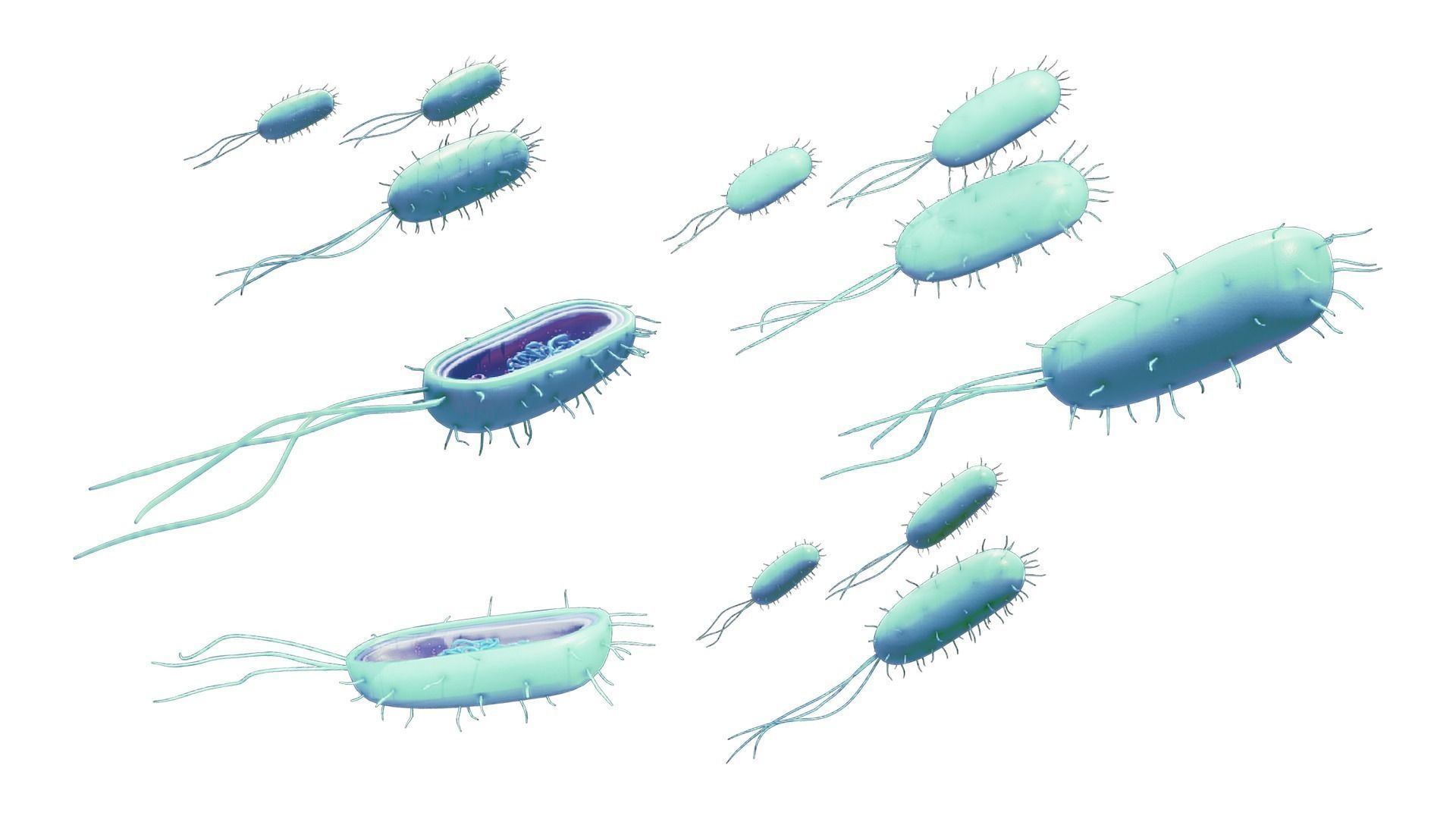 Prokaryotic Bacteria Cell Anatomy Low-poly 3D model_3