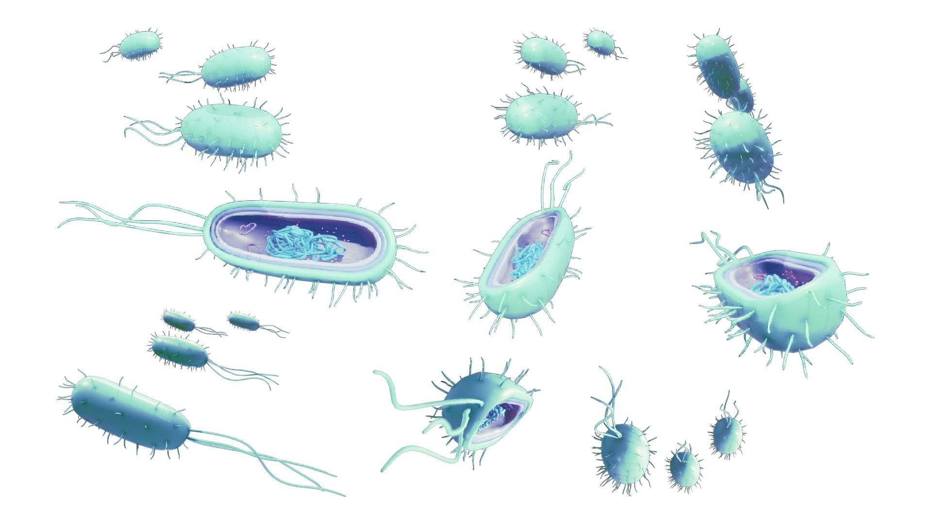 Prokaryotic Bacteria Cell Anatomy Low-poly 3D model_1