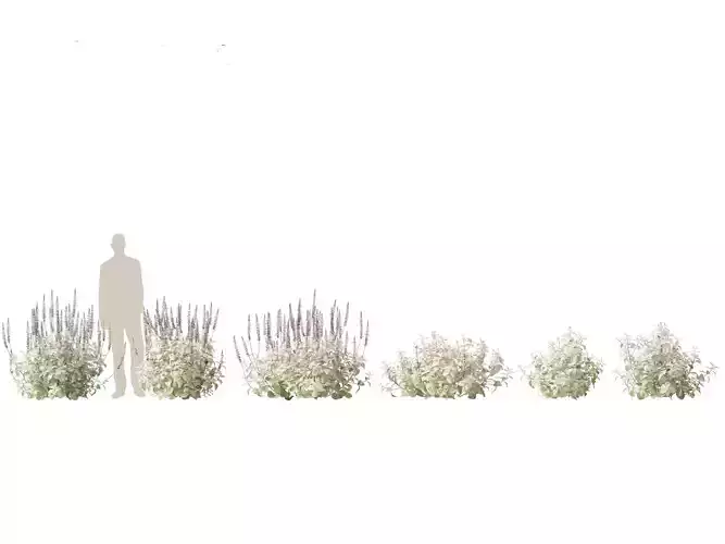 Plectranthus argentatus - Silver spurflower