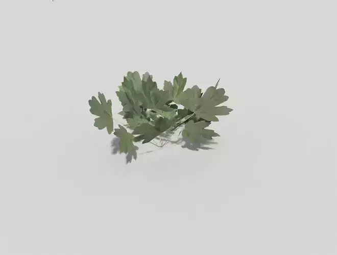 Low poly Plant parsley