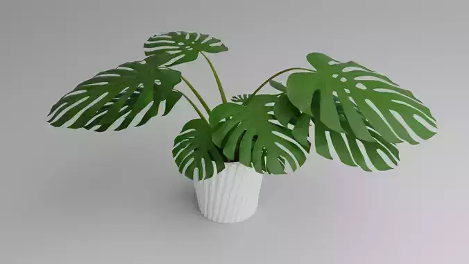 Monstera Plant 3D model