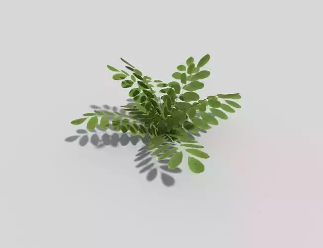 Low poly Plant fern