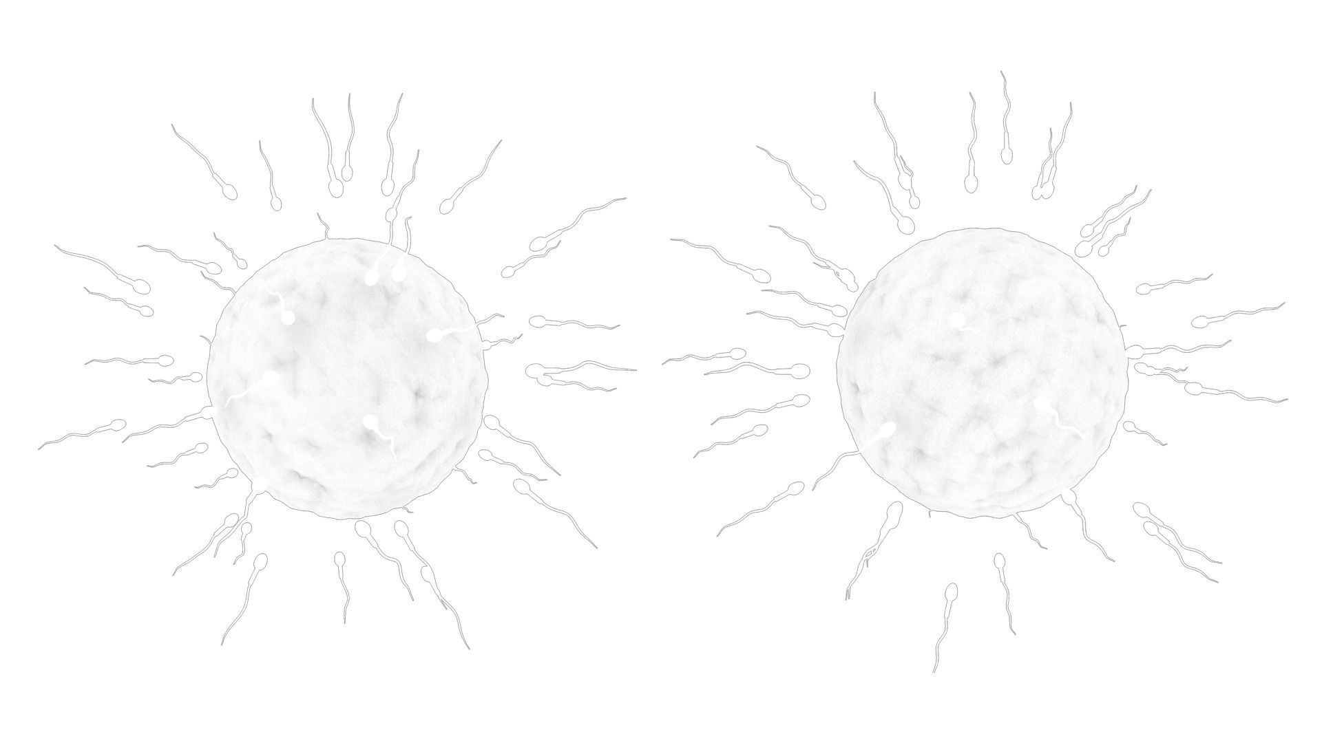Human Fertilization of Sperm and Egg cell Ovum Low-poly 3D model_9