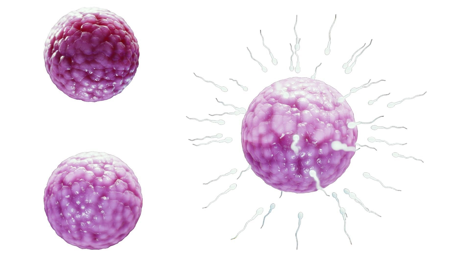 Human Fertilization of Sperm and Egg cell Ovum Low-poly 3D model_1