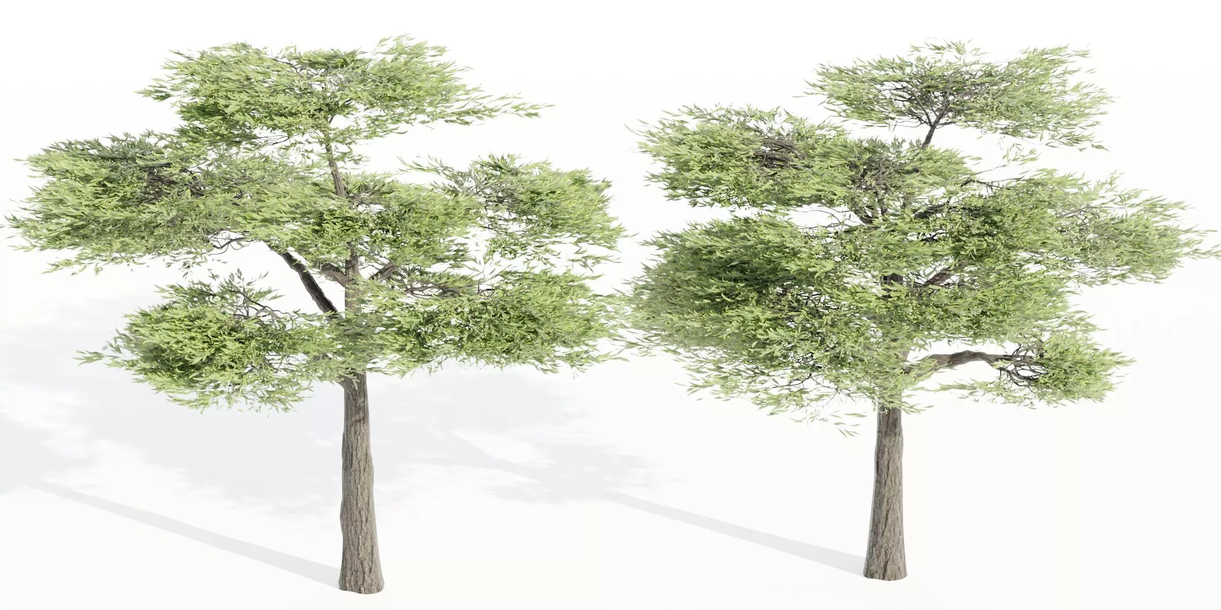 Acacia trees vol 87-Blender 3D model_0