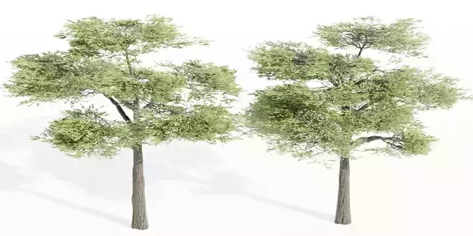 Acacia trees vol 87-Blender 3D model