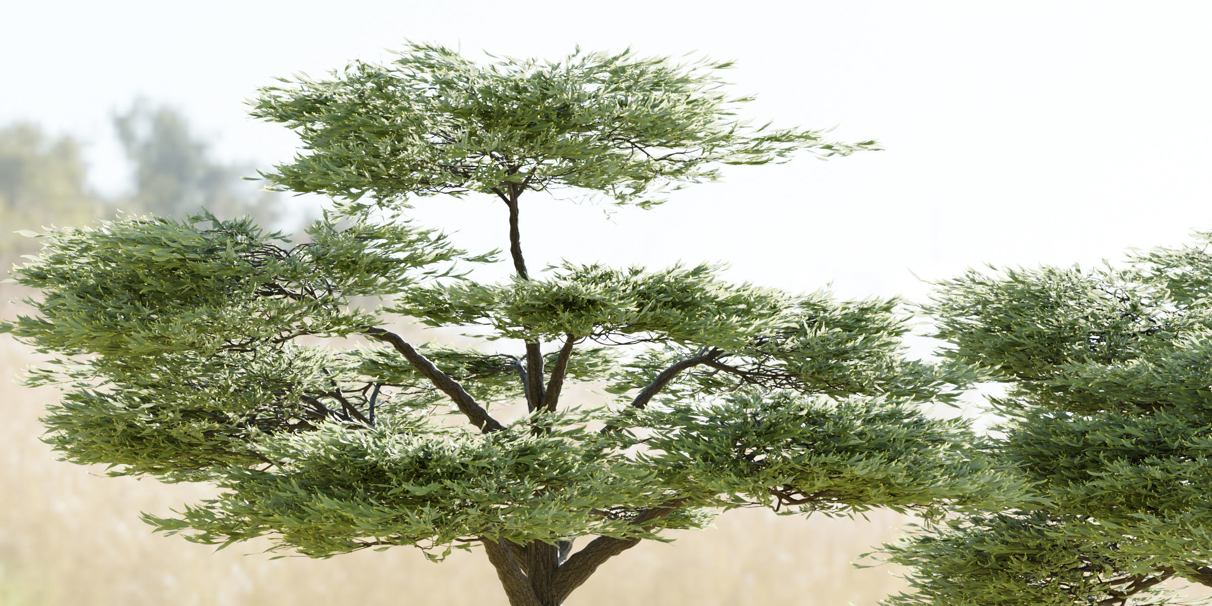 Acacia trees vol 87-Blender 3D model_3