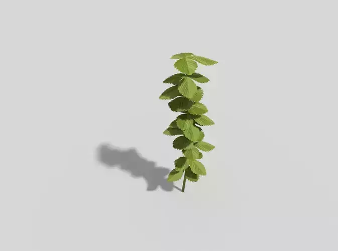 Low poly Plant leaf