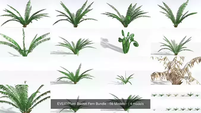 EVERYPlant Basket Fern Bundle --56 Models-- 3D Model Collection