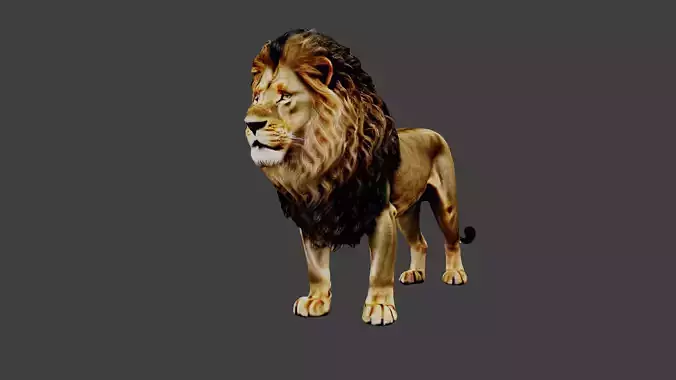 Lion Animal