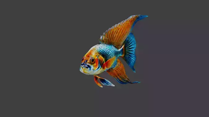 Fish Animal
