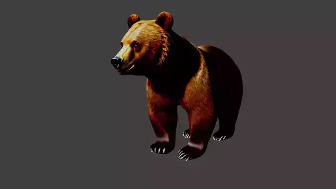 Bear Animal