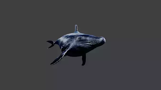 Whale Animal