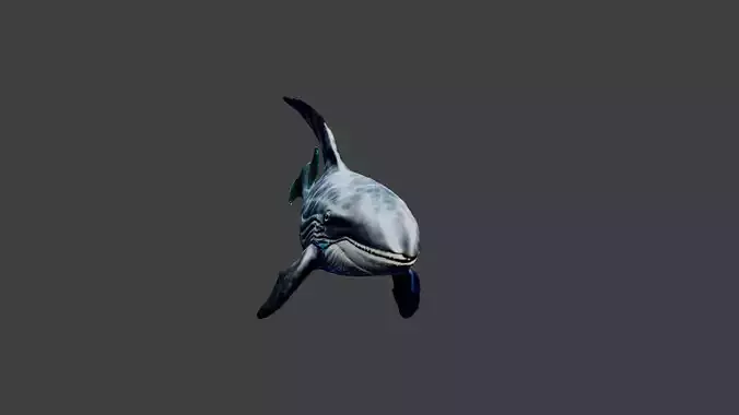 Whale Animal