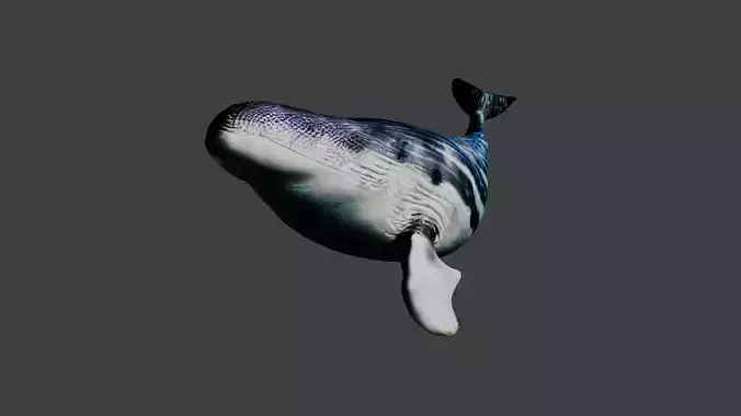 Whale Animal