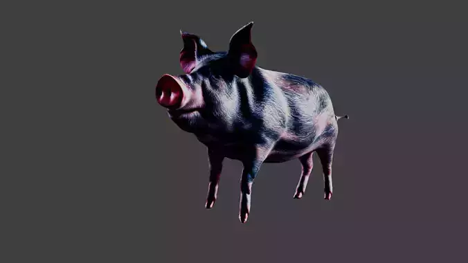 Pig Animal