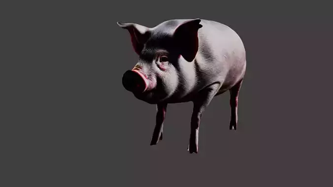 Pig Animal