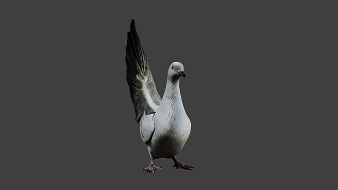 Pigeon Bird Low-poly 3D model
