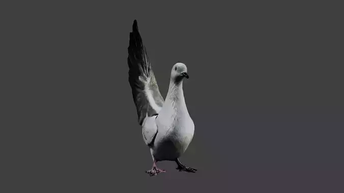 Pigeon Bird