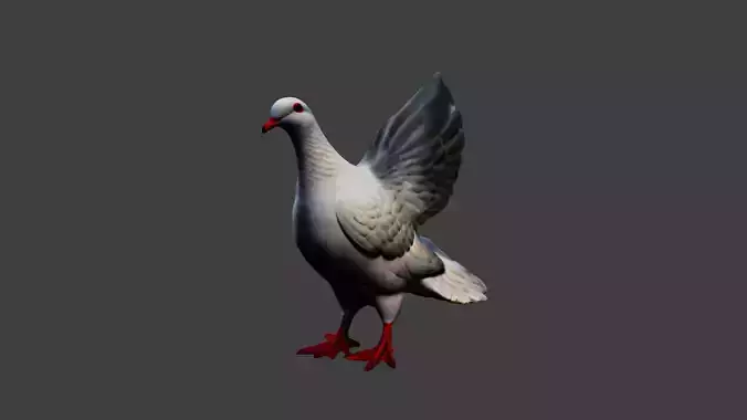 Pigeon Animal