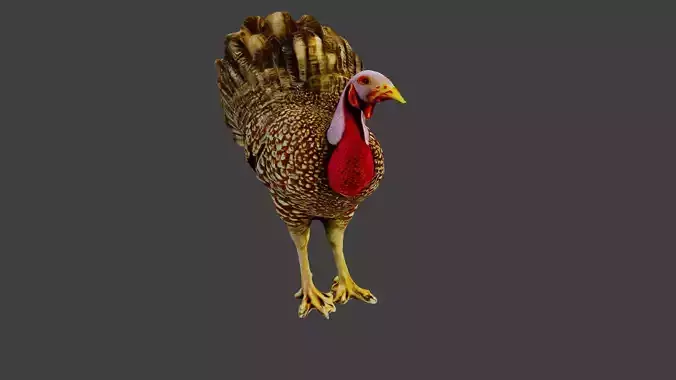 Turkey Animal