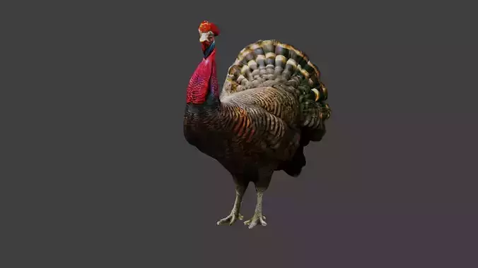 Turkey Animal