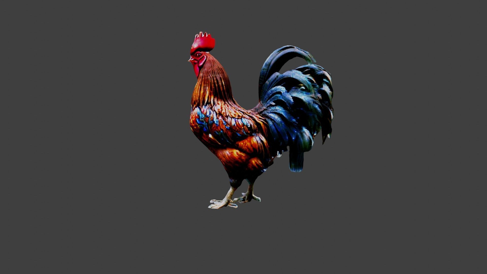 Rooster Animal Low-poly 3D model_4