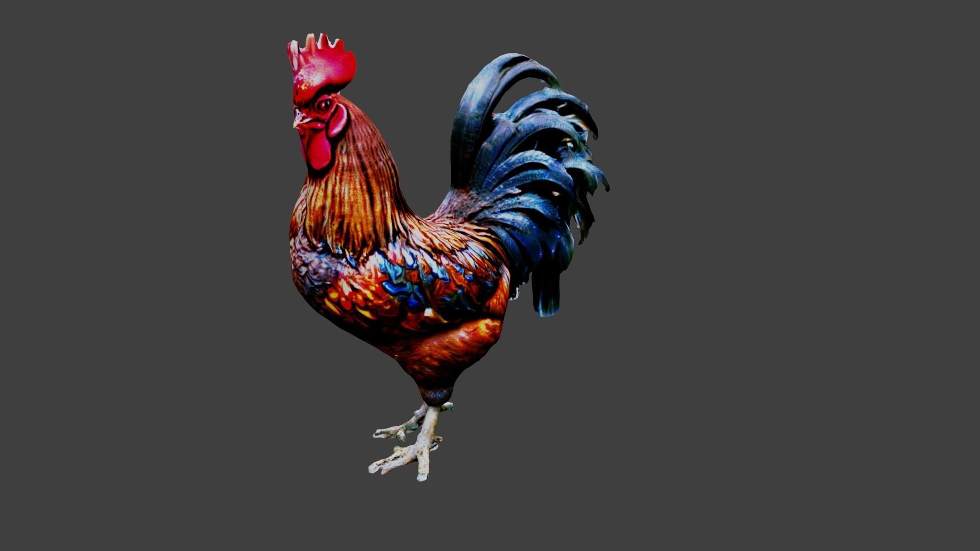 Rooster Animal Low-poly 3D model_6