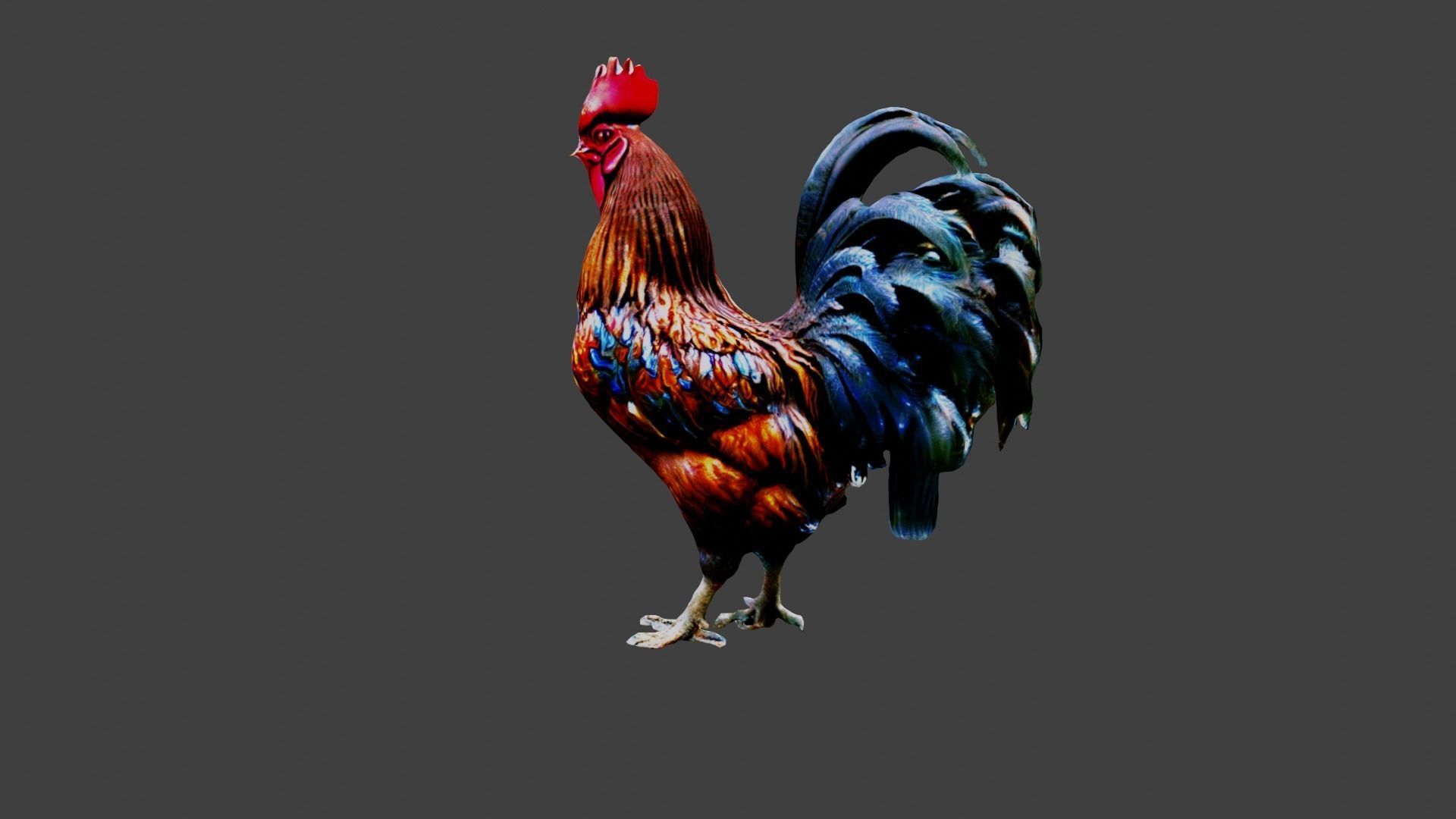 Rooster Animal Low-poly 3D model_2
