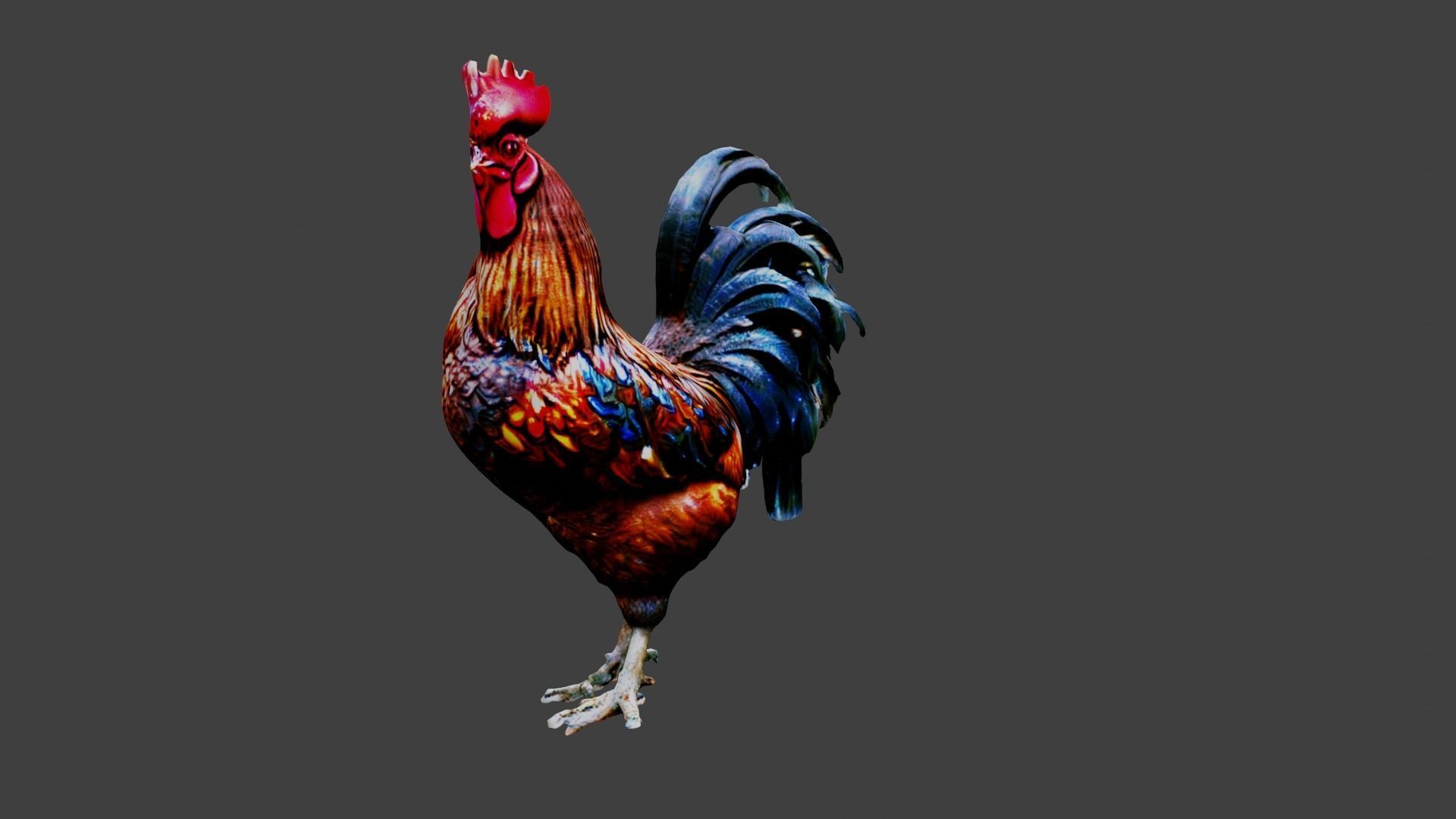 Rooster Animal Low-poly 3D model_5