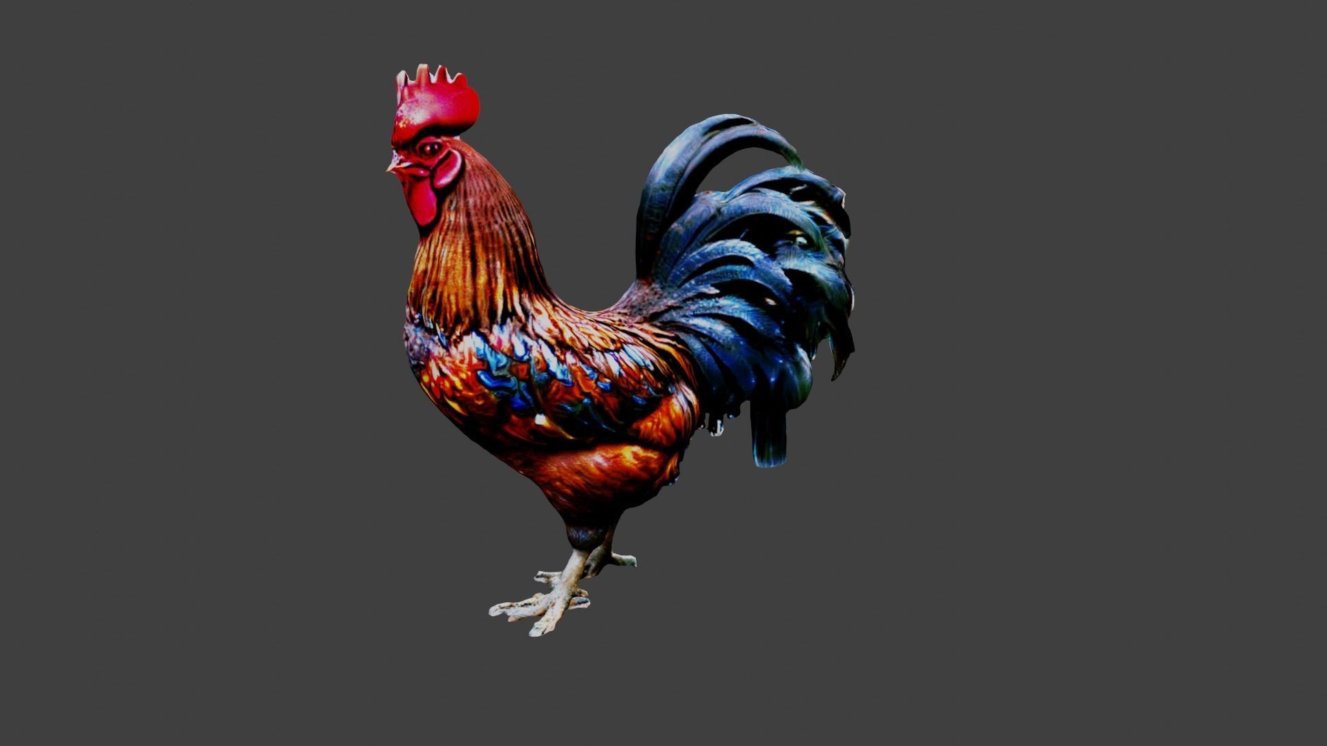 Rooster Animal Low-poly 3D model_3