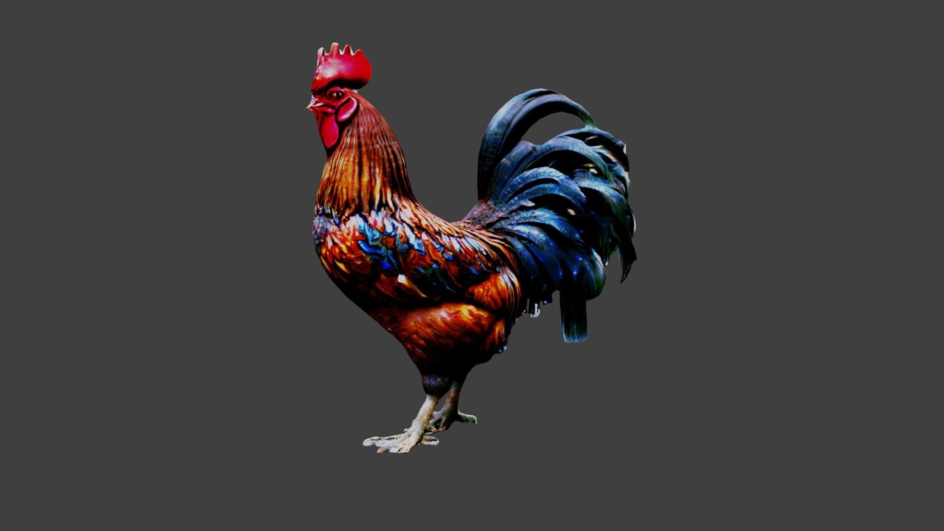 Rooster Animal Low-poly 3D model_1