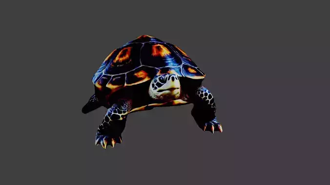 Turtle - Tortoise