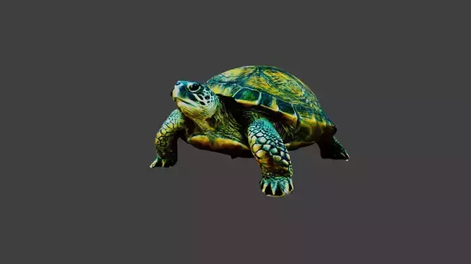 Turtle - Tortoise