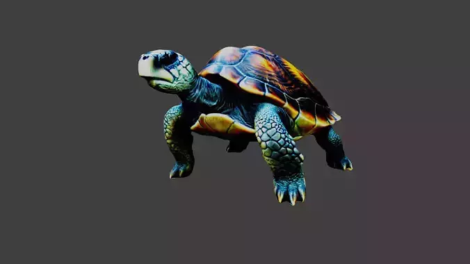 Turtle - Tortoise Animal