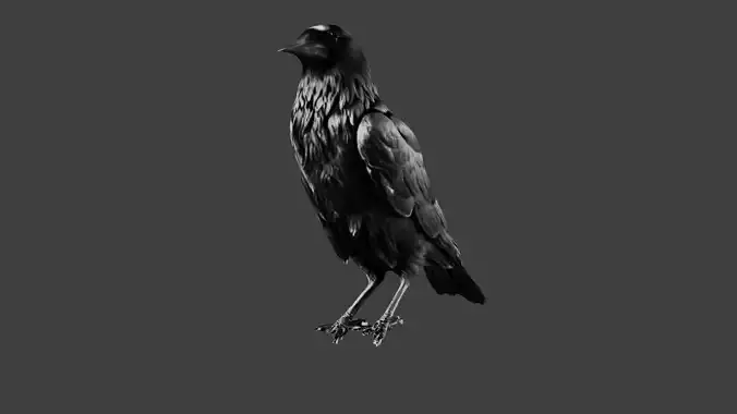 Crow Bird