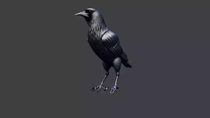Raven Animal