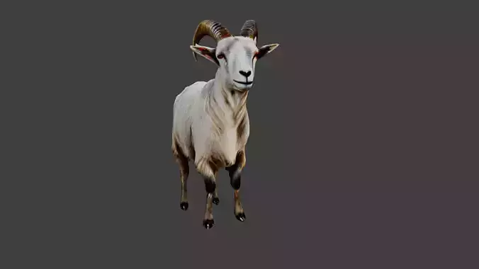 Goat Animal