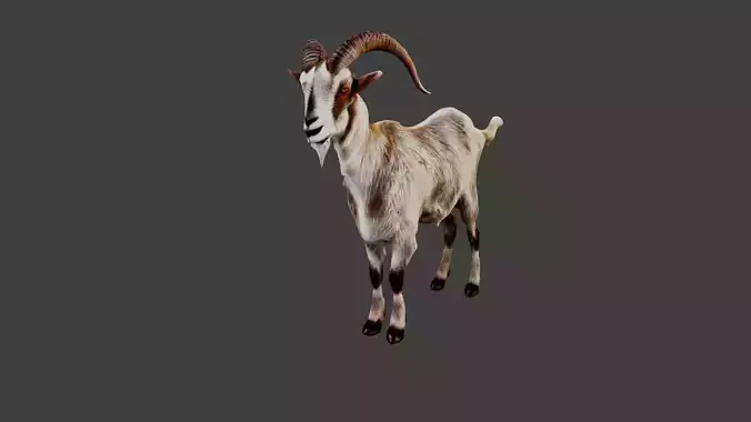 Goat Animal
