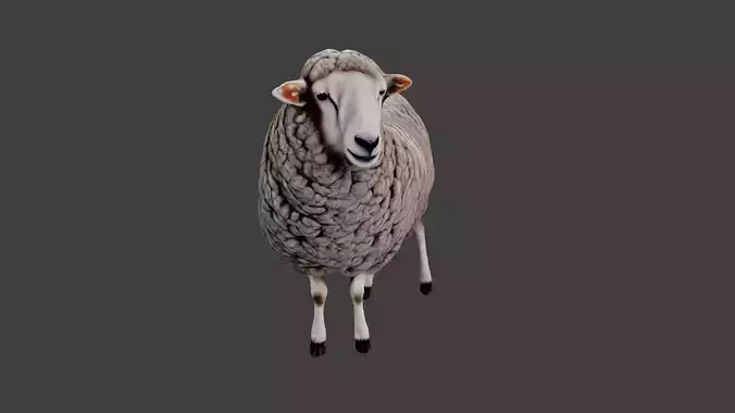 Sheep