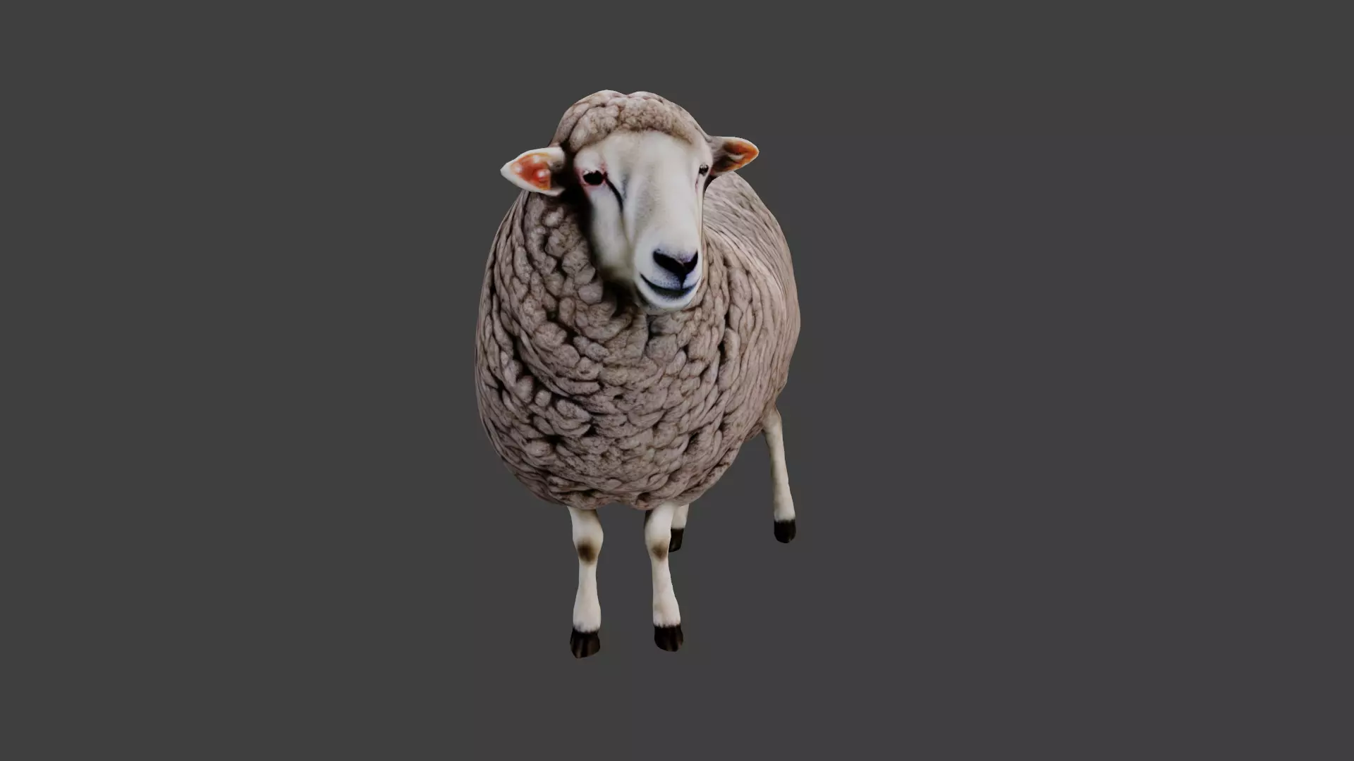 Sheep Low-poly 3D model_0