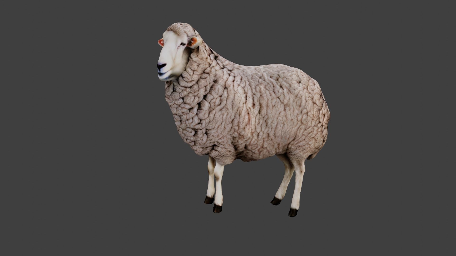 Sheep Low-poly 3D model_5