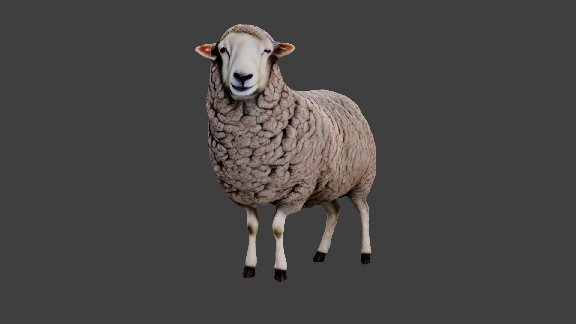 Sheep Low-poly 3D model_2