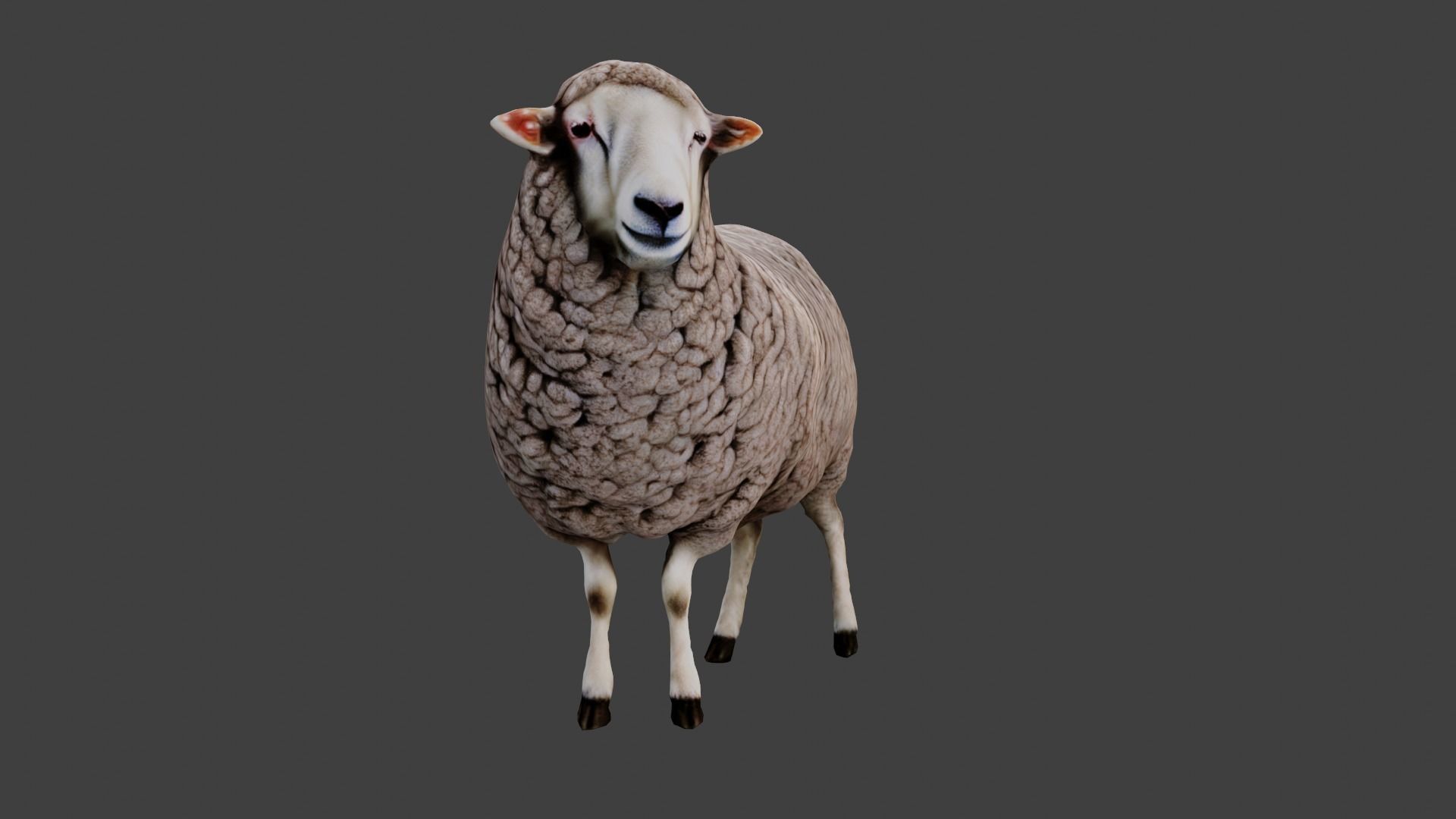 Sheep Low-poly 3D model_1