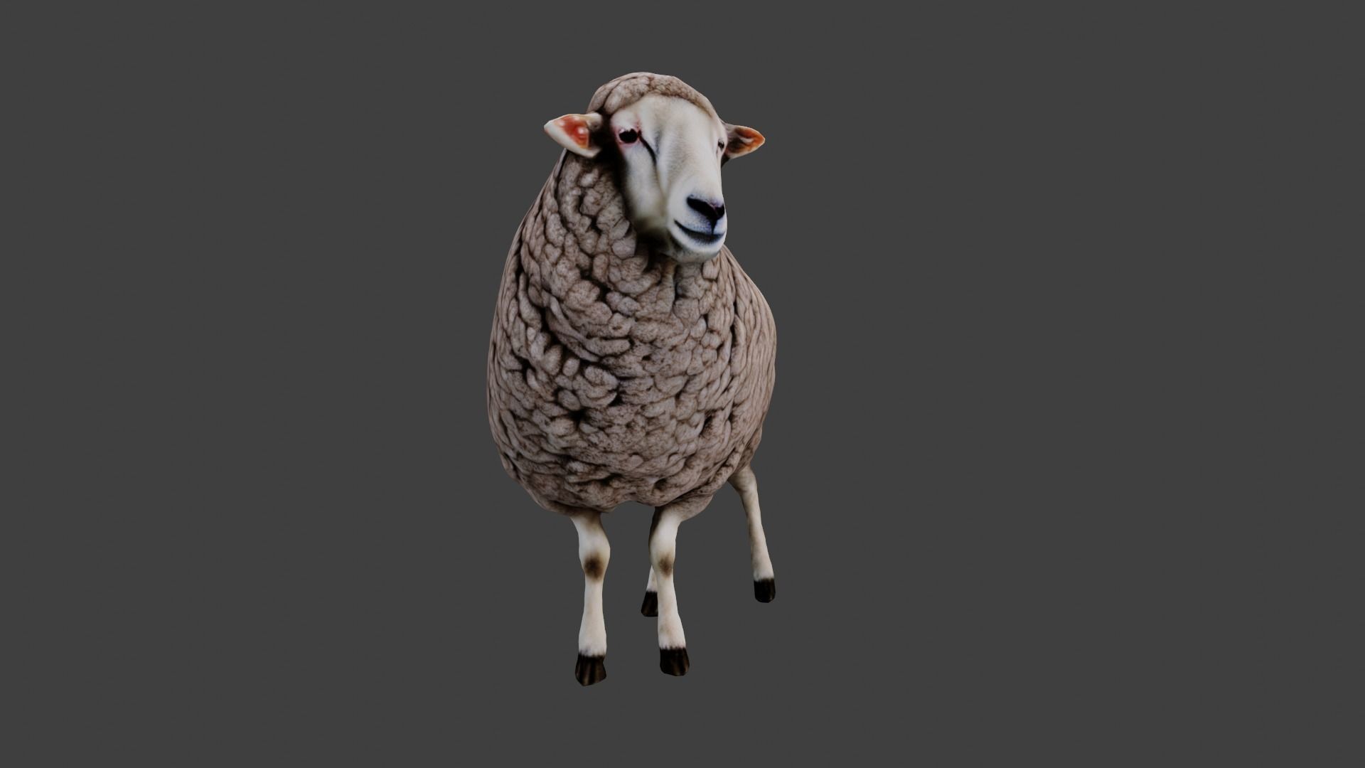 Sheep Low-poly 3D model_4