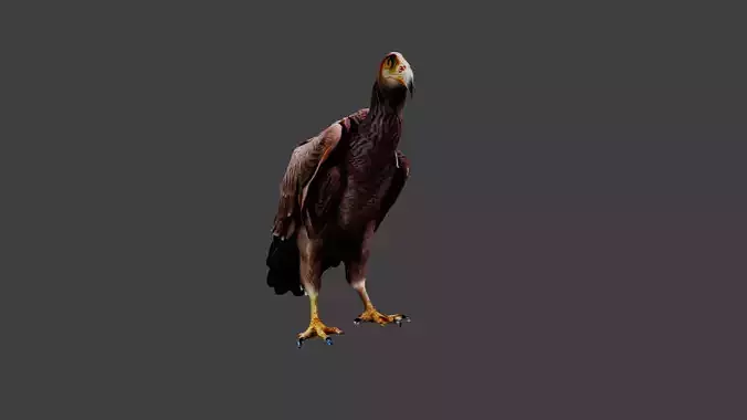 Vulture