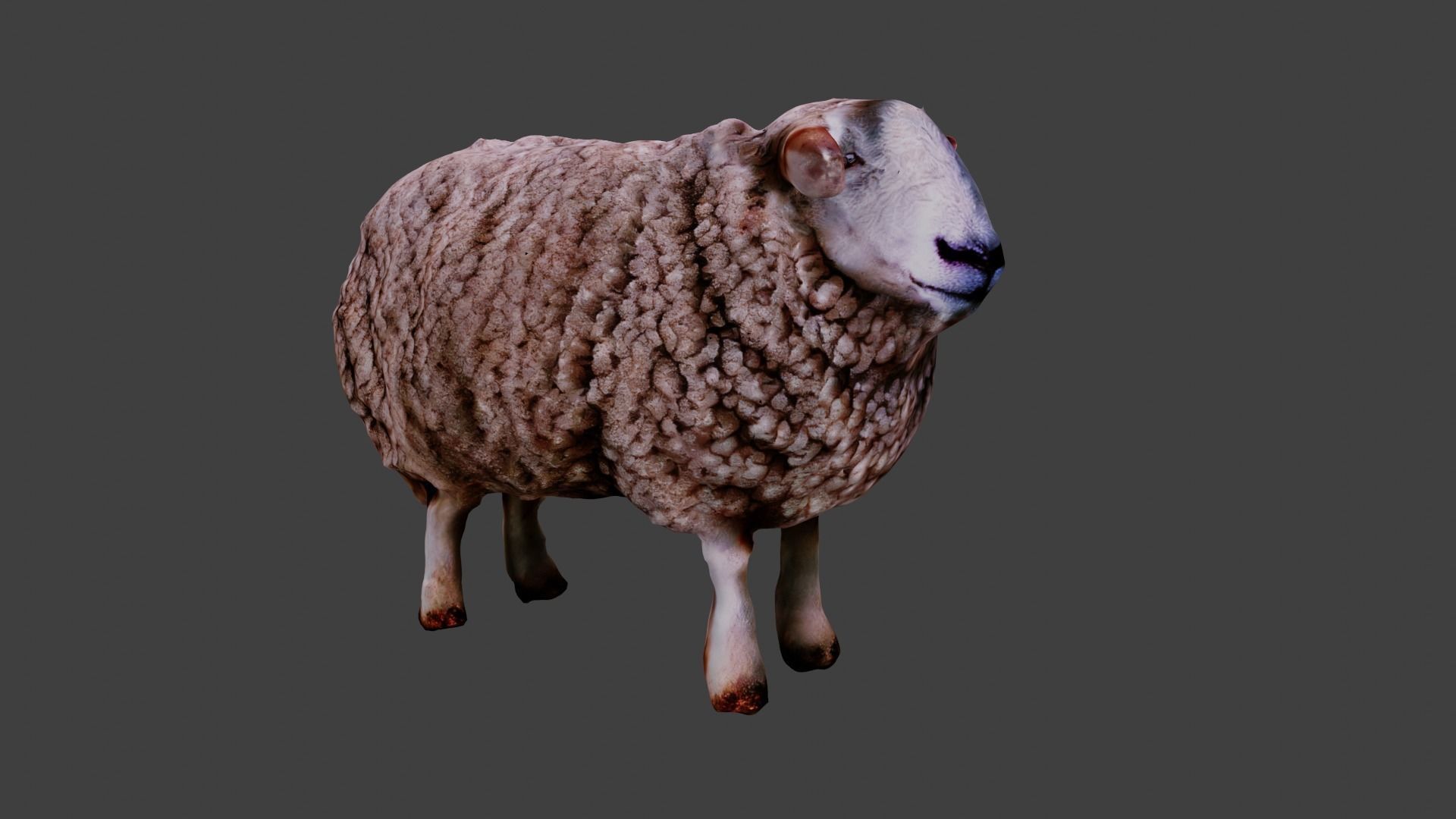 Sheep  3D model_5