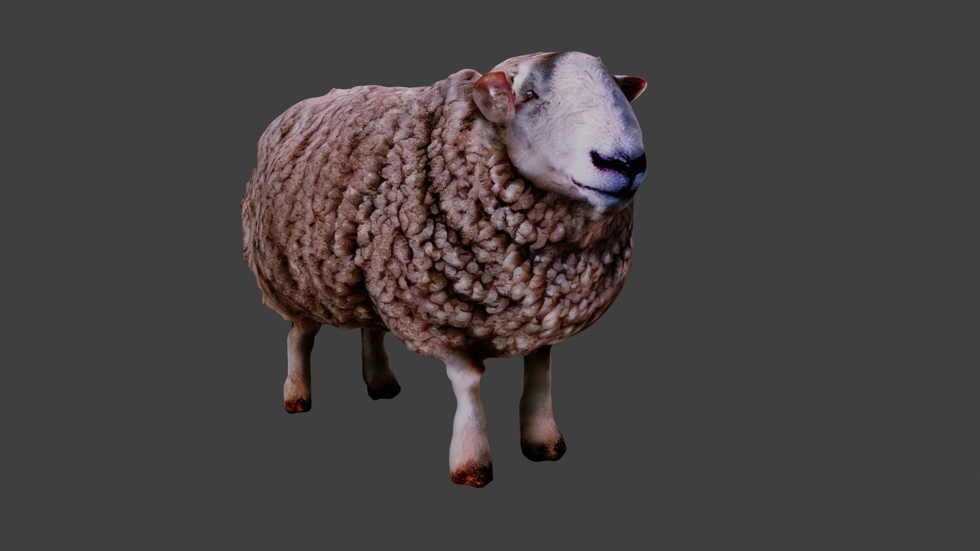 Sheep  3D model_1