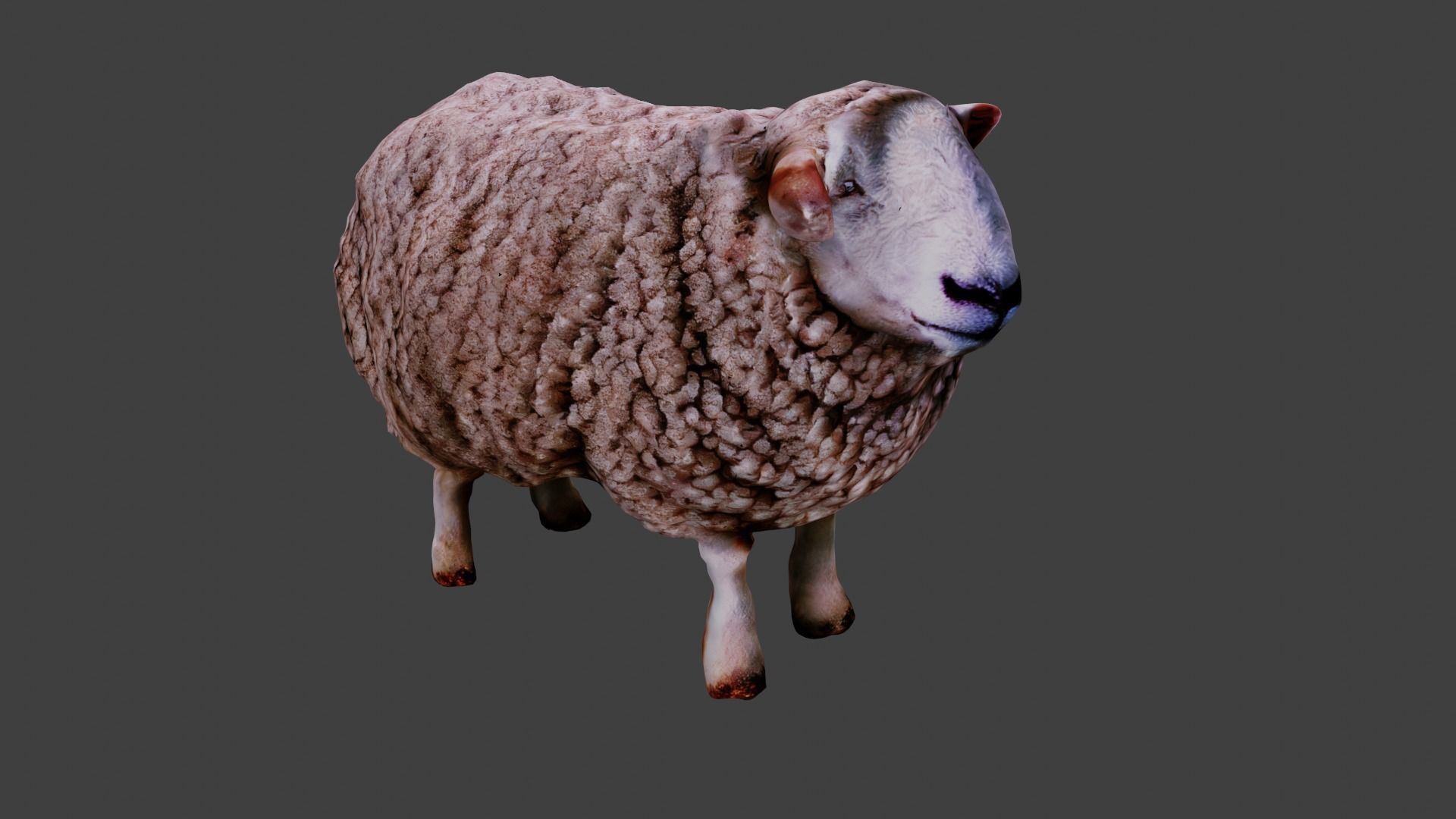 Sheep  3D model_6