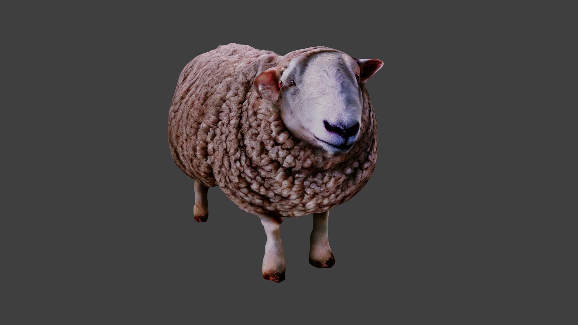 Sheep  3D model_3